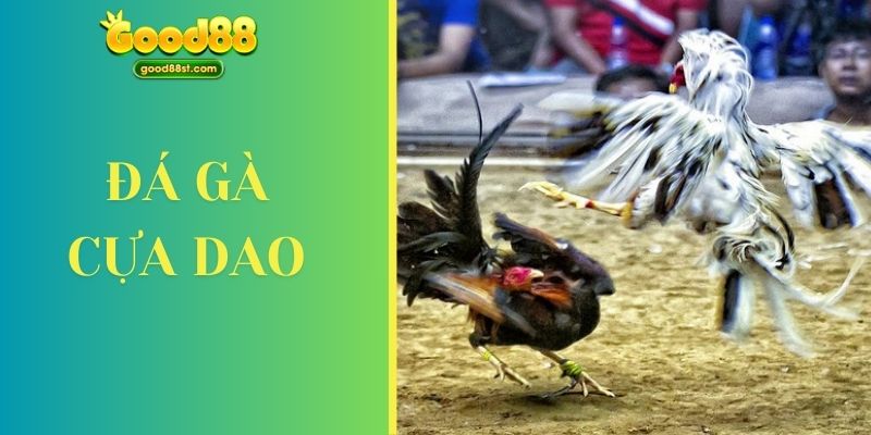 đá gà cựa dao tại good88